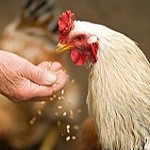 Cowtown Feed & Livestock
